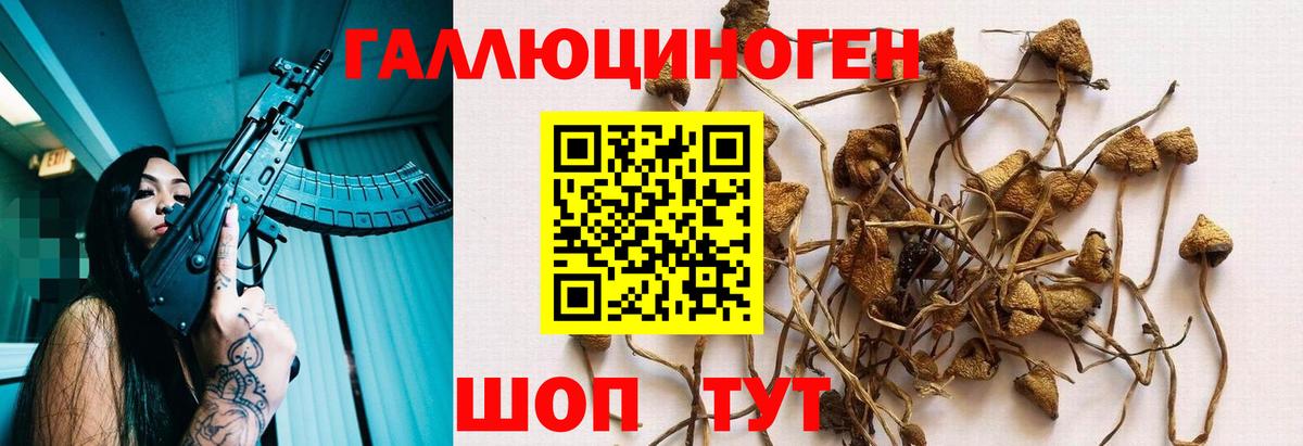 Гусиноозёрск  Псилоцибиновые грибы Psilocybine cubensis  Вход с VPN 